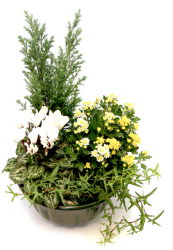 Livraison fleurs de « Coupe de Plantes Blanc Jaune »