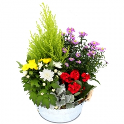 Livraison fleurs de « Coupe de Plantes Multicolore »